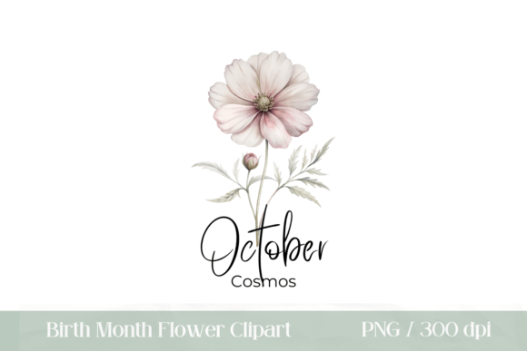 Birth Month Flower October Cosmos PNG